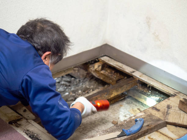 Attic Mold Removal in Hopelawn, NJ