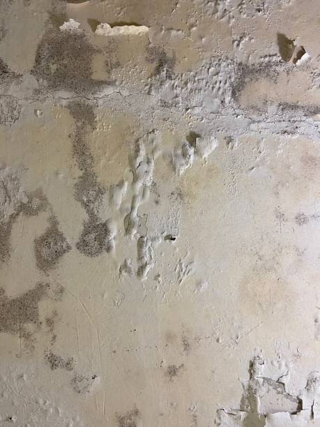 Best Affordable Mold Removal  in Hopelawn, NJ