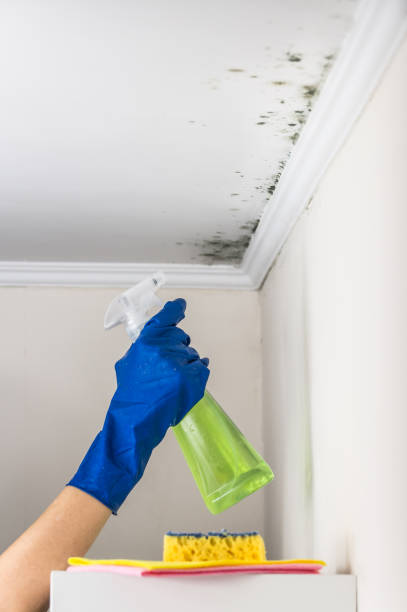 Best Local Mold Removal Service  in Hopelawn, NJ